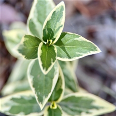 Vinca major (Blue Periwinkle) at Campbell, ACT - 16 Nov 2025 by Hejor1