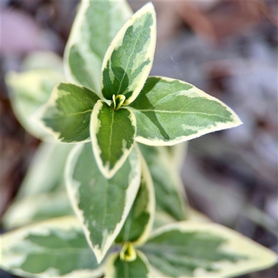 Vinca major (Blue Periwinkle) at Campbell, ACT - 16 Nov 2025 by Hejor1