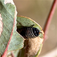 Ellipsidion australe (Austral Ellipsidion cockroach) at Ainslie, ACT - 16 Nov 2025 by Hejor1