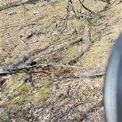 Asparagus officinalis (Asparagus) at Ainslie, ACT - 16 Nov 2025 by Hejor1