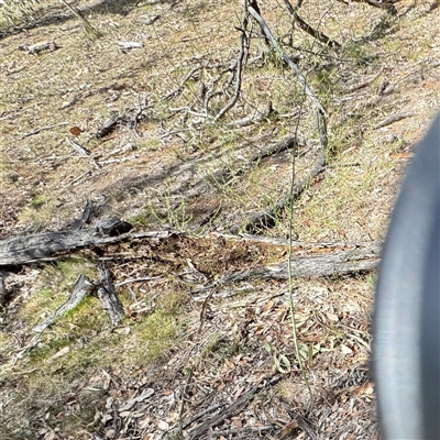 Asparagus officinalis (Asparagus) at Ainslie, ACT - 16 Nov 2025 by Hejor1