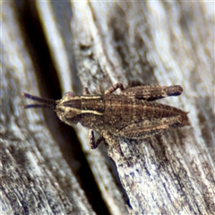 Phaulacridium vittatum at Ainslie, ACT - 16 Nov 2025 by Hejor1