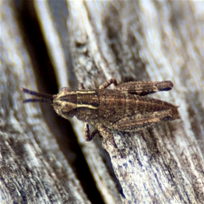 Phaulacridium vittatum at Ainslie, ACT - 16 Nov 2025 by Hejor1