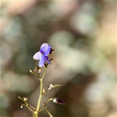 Dianella revoluta (Black-Anther Flax Lily) at Ainslie, ACT - 16 Nov 2025 by Hejor1