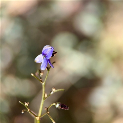 Dianella revoluta (Black-Anther Flax Lily) at Ainslie, ACT - 16 Nov 2025 by Hejor1