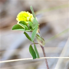 Trifolium campestre (Hop Clover) at Ainslie, ACT - 16 Nov 2025 by Hejor1