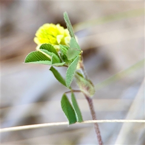 Trifolium campestre at Ainslie, ACT - Today by Hejor1