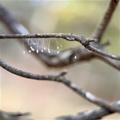Neuroptera (order) (Unidentified lacewing) at Ainslie, ACT - 16 Nov 2025 by Hejor1