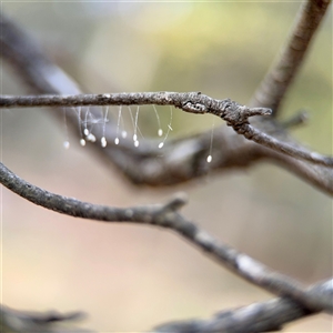 Neuroptera (order) (Unidentified lacewing) at Ainslie, ACT - Yesterday by Hejor1
