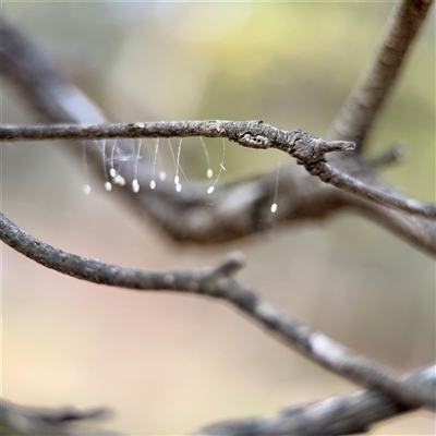 Neuroptera (order) (Unidentified lacewing) at Ainslie, ACT - 16 Nov 2025 by Hejor1
