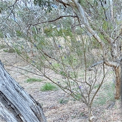Solanum linearifolium (Kangaroo Apple) at Ainslie, ACT - 16 Nov 2025 by Hejor1