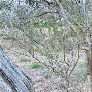 Solanum (genus) at Ainslie, ACT - Today by Hejor1