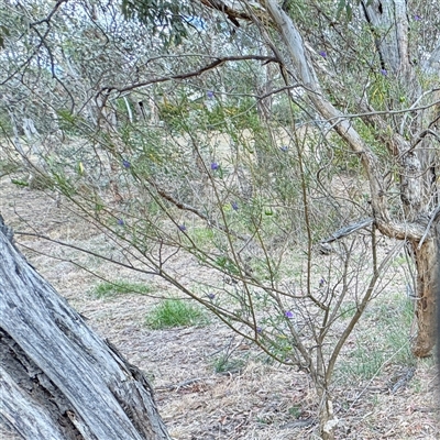Solanum linearifolium (Kangaroo Apple) at Ainslie, ACT - 16 Nov 2025 by Hejor1