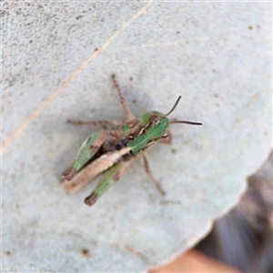 Praxibulus sp. (genus) at Ainslie, ACT - Yesterday by Hejor1