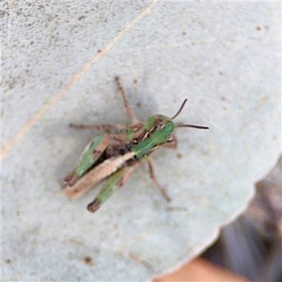 Praxibulus sp. (genus) at Ainslie, ACT - 16 Nov 2025 by Hejor1