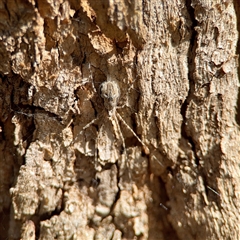 Tamopsis fickerti (Two-tailed spider) at Ainslie, ACT - 16 Nov 2025 by Hejor1