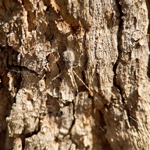 Tamopsis fickerti (Two-tailed spider) at Ainslie, ACT - Yesterday by Hejor1