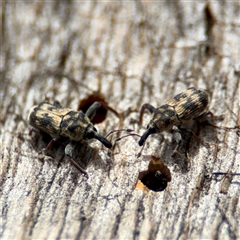 Neolaemosaccus sp. (genus) at Ainslie, ACT - 16 Nov 2025 by Hejor1