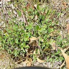 Cotoneaster (genus) (Cotoneaster) at Ainslie, ACT - 16 Nov 2025 by Hejor1
