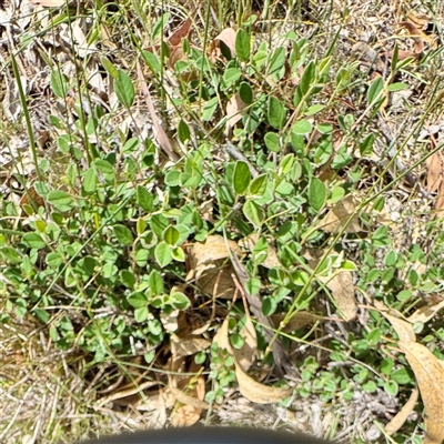 Cotoneaster (genus) (Cotoneaster) at Ainslie, ACT - 16 Nov 2025 by Hejor1