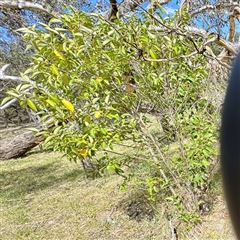 Ligustrum lucidum (Large-leaved Privet) at Ainslie, ACT - 16 Nov 2025 by Hejor1