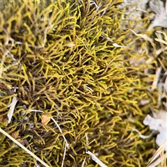 Triquetrella at Ainslie, ACT - 16 Nov 2025 by Hejor1