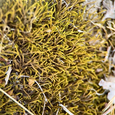 Triquetrella at Ainslie, ACT - 16 Nov 2025 by Hejor1