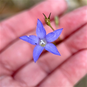 Wahlenbergia sp. at Ainslie, ACT - Today by Hejor1