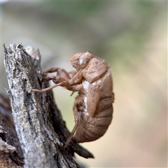 Psaltoda moerens (Redeye cicada) at Ainslie, ACT - 16 Nov 2025 by Hejor1
