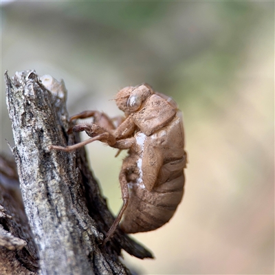 Psaltoda moerens (Redeye cicada) at Ainslie, ACT - 16 Nov 2025 by Hejor1