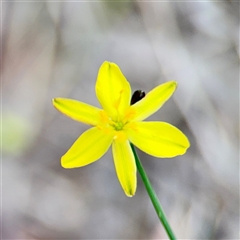 Tricoryne elatior (Yellow Rush Lily) at Ainslie, ACT - 16 Nov 2025 by Hejor1