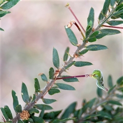 Acacia paradoxa (Kangaroo Thorn) at Ainslie, ACT - 16 Nov 2025 by Hejor1