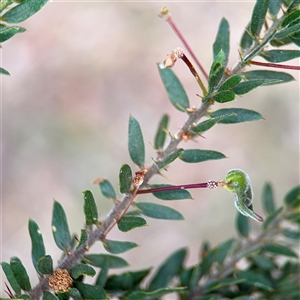 Acacia (genus) at Ainslie, ACT - Today by Hejor1