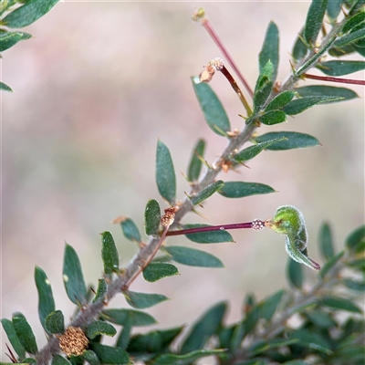 Acacia paradoxa (Kangaroo Thorn) at Ainslie, ACT - 16 Nov 2025 by Hejor1