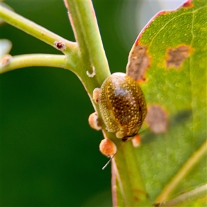Paropsisterna cloelia at Ainslie, ACT - Yesterday by Hejor1