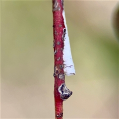 Machaerotinae sp. (subfamily) (Tube Spittlebug) at Ainslie, ACT - 16 Nov 2025 by Hejor1