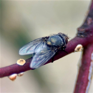 Calliphora sp. (genus) at Ainslie, ACT - Yesterday by Hejor1
