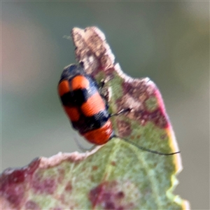 Aporocera sp. (genus) at Ainslie, ACT - Yesterday by Hejor1