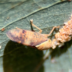 Brunotartessus fulvus at Ainslie, ACT - 16 Nov 2025 by Hejor1
