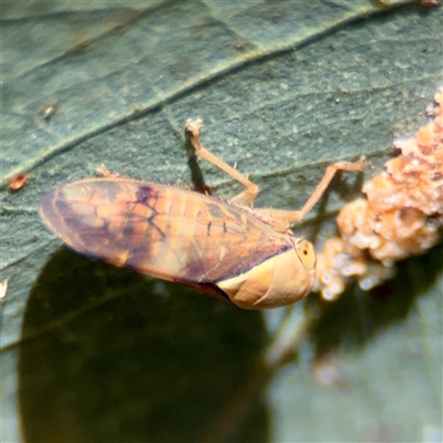 Brunotartessus fulvus at Ainslie, ACT - 16 Nov 2025 by Hejor1
