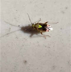 Miridae (family) at Theodore, ACT - 16 Nov 2025 by Cardy