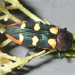 Castiarina interstitialis (A jewel beetle) at Bungonia, NSW - 9 Nov 2025 by Harrisi