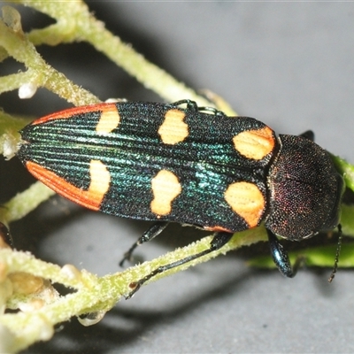 Castiarina interstitialis (A jewel beetle) at Bungonia, NSW - 9 Nov 2025 by Harrisi