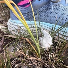 Arthropodium (genus) at Higgins, ACT - 16 Nov 2025 by Untidy