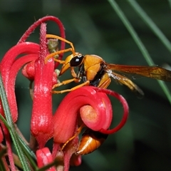 Delta bicinctum (Potter wasp) at Acton, ACT - 16 Nov 2025 by TimL