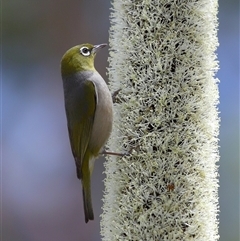 Zosterops lateralis (Silvereye) at Acton, ACT - 16 Nov 2025 by TimL