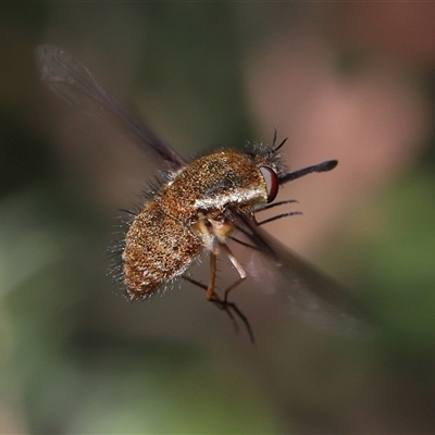 Unverified Bee fly (Bombyliidae) at Acton, ACT - 16 Nov 2025 by TimL