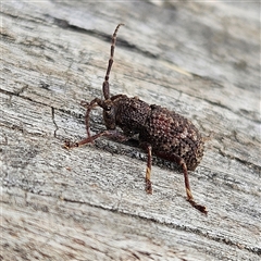 Unverified Longhorn beetle (Cerambycidae) at Braidwood, NSW - 15 Nov 2025 by MatthewFrawley