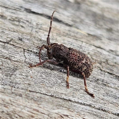 Unverified Longhorn beetle (Cerambycidae) at Braidwood, NSW - 15 Nov 2025 by MatthewFrawley