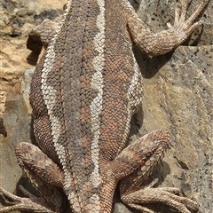 Diporiphora nobbi (Nobbi Dragon) at Duffy, ACT - 15 Nov 2025 by Darren308